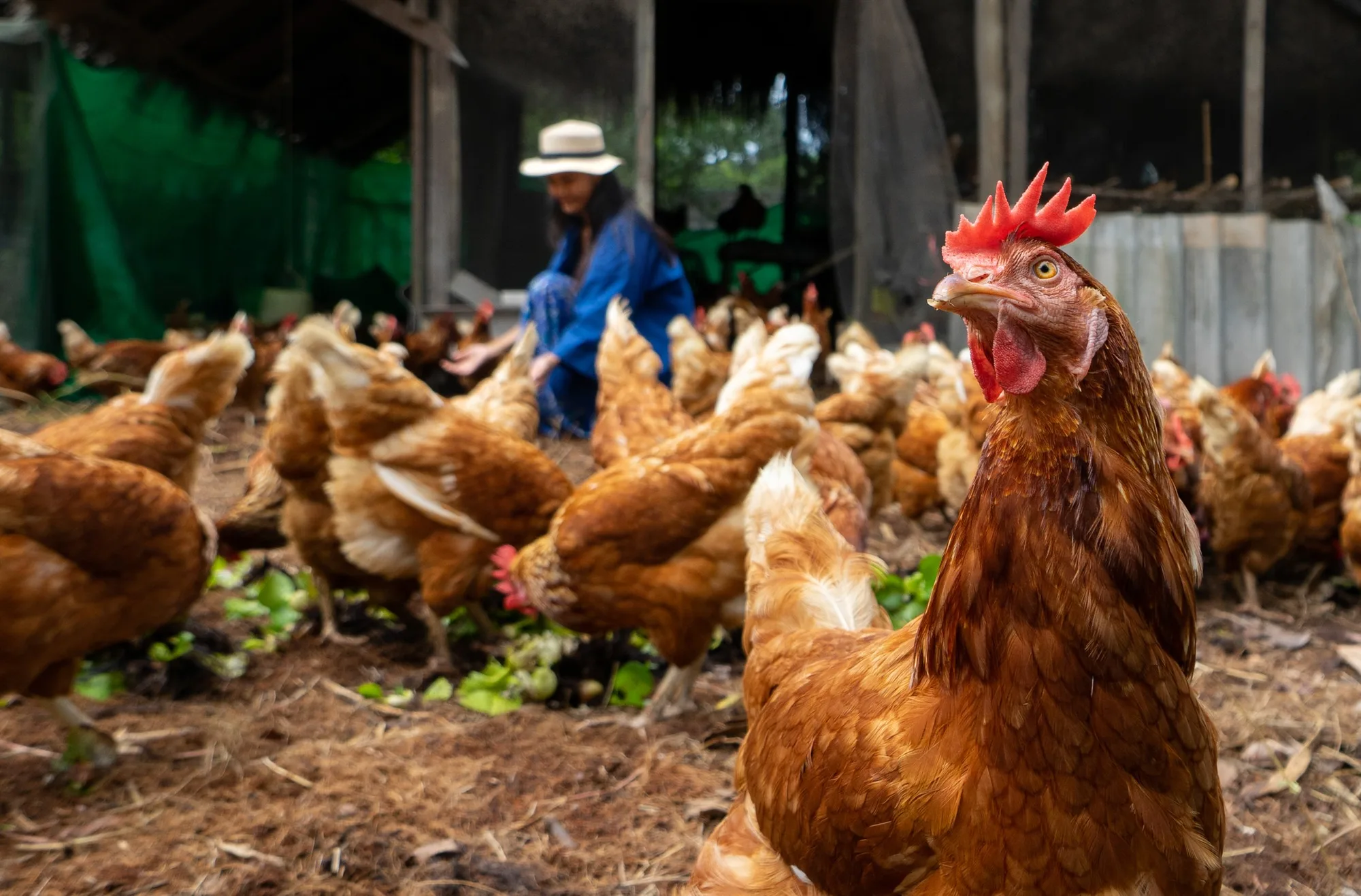 Close-up of a chicken in a poultry farm with a woman tending to chickens in the background